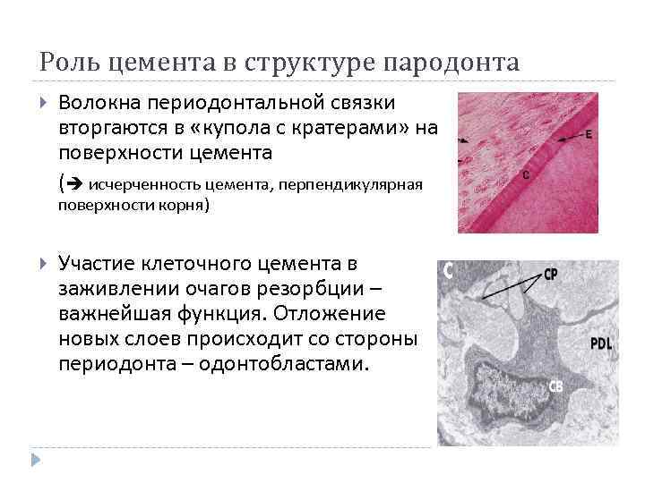 Роль цемента в структуре пародонта Волокна периодонтальной связки вторгаются в «купола с кратерами» на