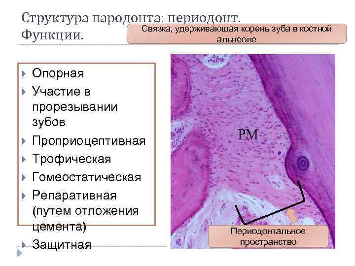 Схема структурной организации периодонтальной связки