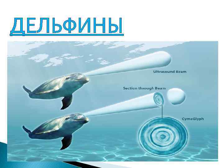 ДЕЛЬФИНЫ 