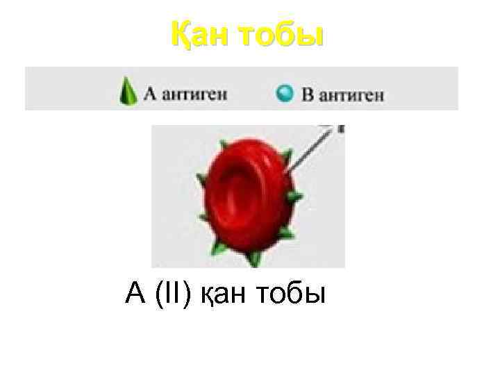 Қан тобы А (II) қан тобы 