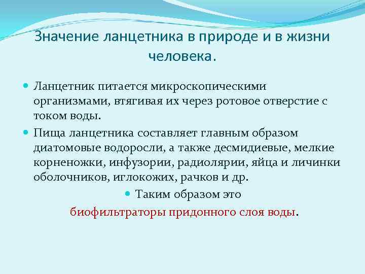 Значение ланцетника в природе и в жизни человека. Ланцетник питается микроскопическими организмами, втягивая их