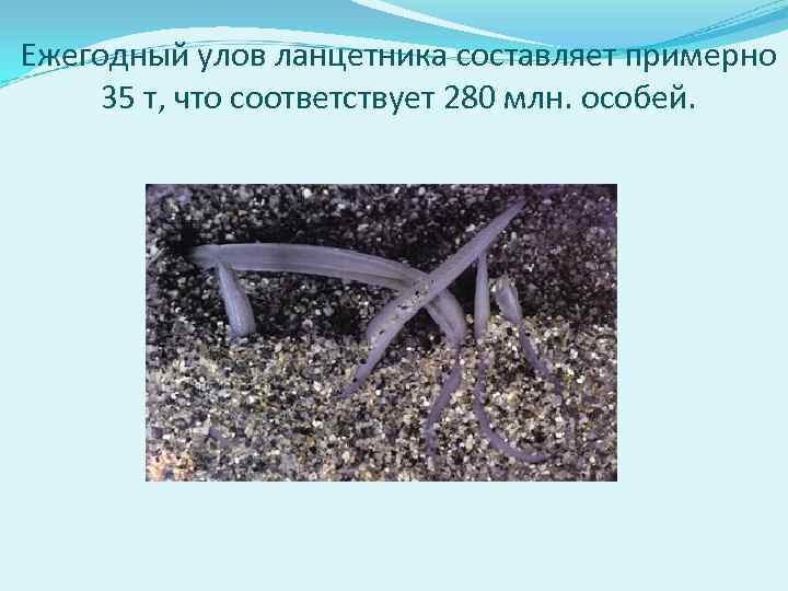 Ежегодный улов ланцетника составляет примерно 35 т, что соответствует 280 млн. особей. 