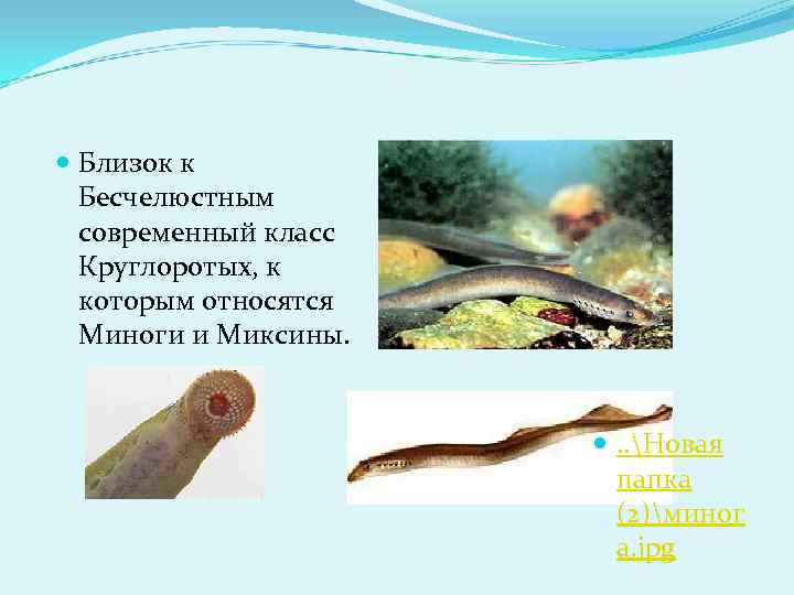  Близок к Бесчелюстным современный класс Круглоротых, к которым относятся Миноги и Миксины. .