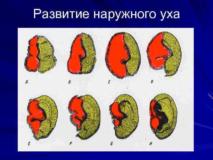 Развитие наружного уха. Возрастные особенности наружного уха. Уши позвоночных таблица. У ребенка органы развиваются снаружи.