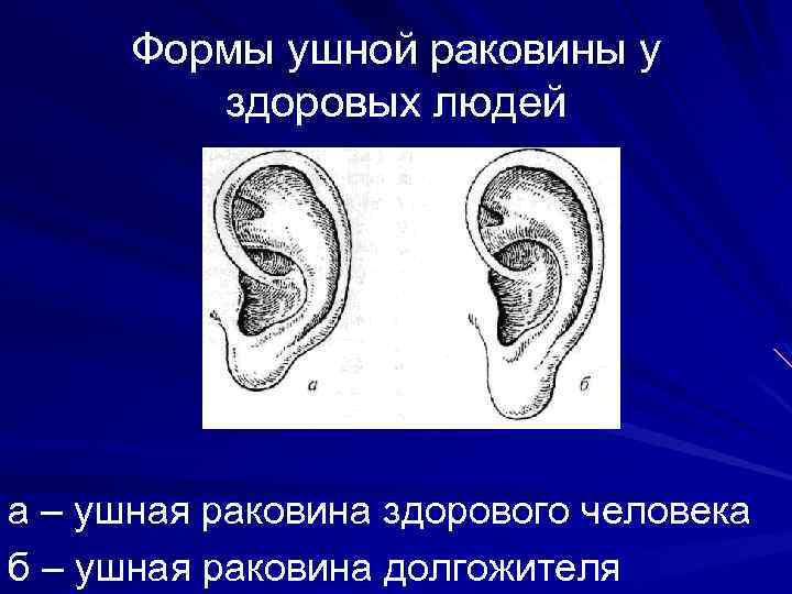 Особенности ушной раковины. Формы ушной раковины человека. Виды ушных раковин человека.
