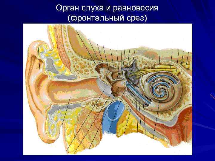 Орган слуха характеристики