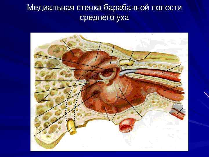 Барабанная стенка. Медиальная стенка барабанной полости. Пирамидное возвышение барабанной полости. Промонториум барабанной полости.