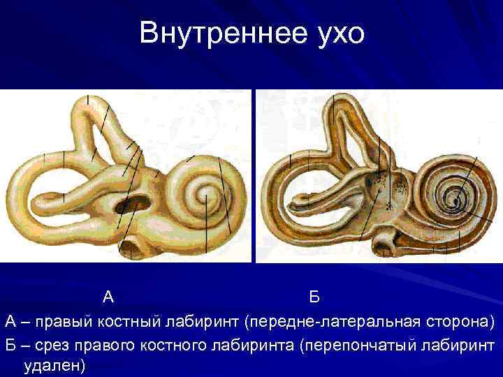 Структура улитки внутреннего уха. Внутреннее ухо костный Лабиринт. Костный и перепончатый Лабиринт улитки. Перепончатый Лабиринт внутреннего уха анатомия. Улитка уха перепончатый Лабиринт.