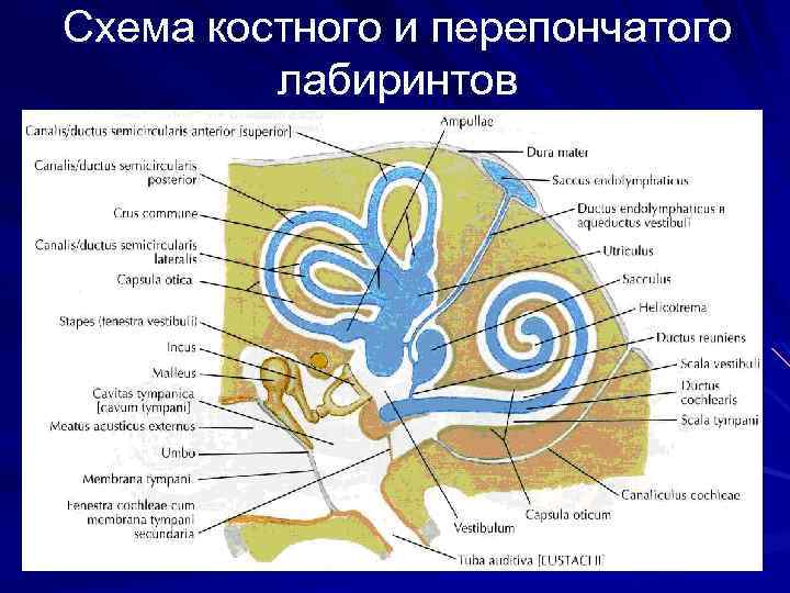 Схема строения внутреннего уха