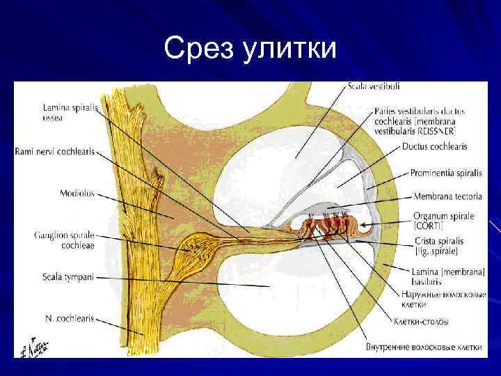 Схему поперечного разреза улитки