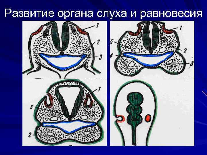 Развитие органа слуха и равновесия 