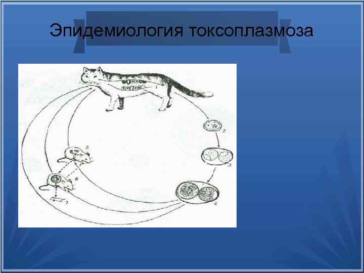 Эпидемиология токсоплазмоза 