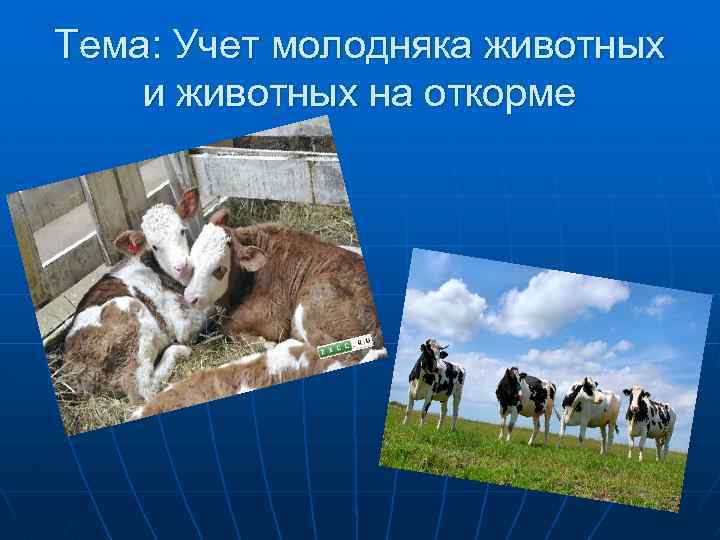 Тема: Учет молодняка животных и животных на откорме 