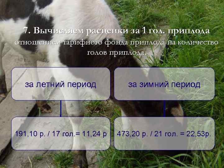 7. Вычисляем расценки за 1 гол. приплода отношением тарифного фонда приплода на количество голов