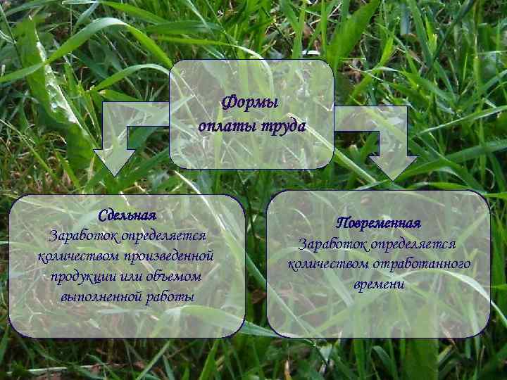 Формы оплаты труда Сдельная Заработок определяется количеством произведенной продукции или объемом выполненной работы Повременная