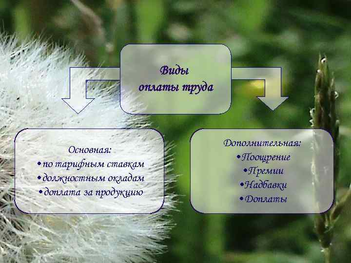 Виды оплаты труда Основная: • по тарифным ставкам • должностным окладам • доплата за