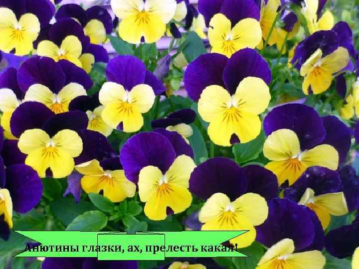 Анютины глазки, ах, прелесть какая! 