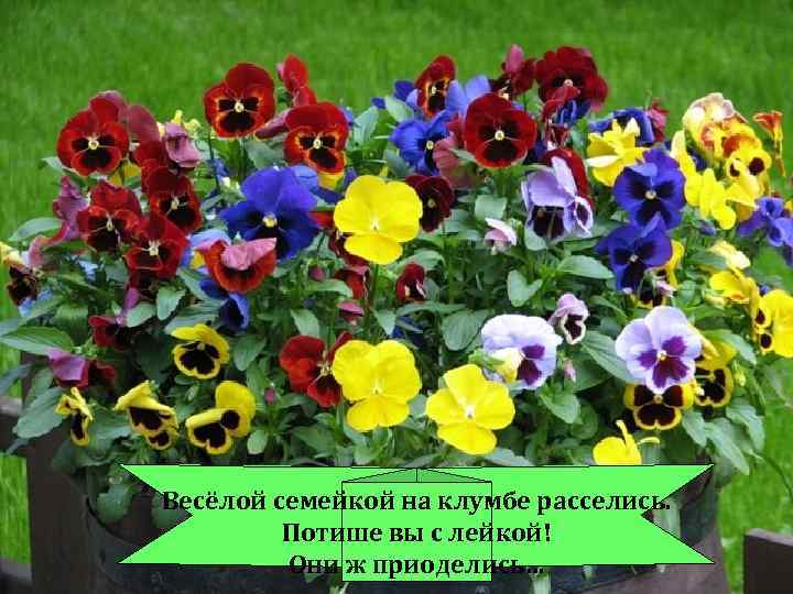 Весёлой семейкой на клумбе расселись. Потише вы с лейкой! Они ж приоделись… 