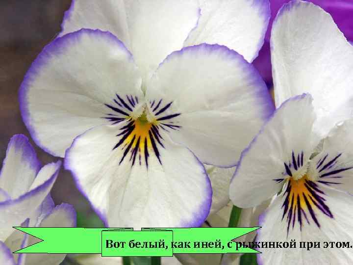 Вот белый, как иней, с рыжинкой при этом. 