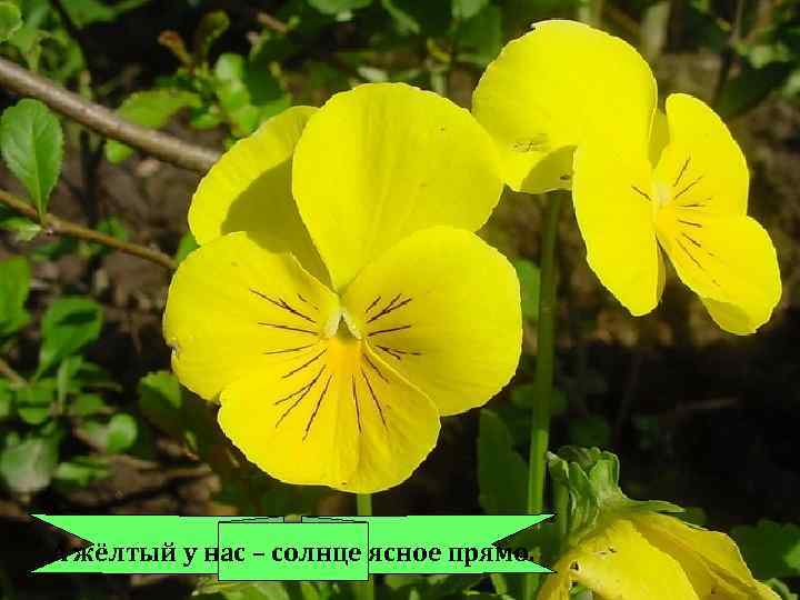 А жёлтый у нас – солнце ясное прямо. 