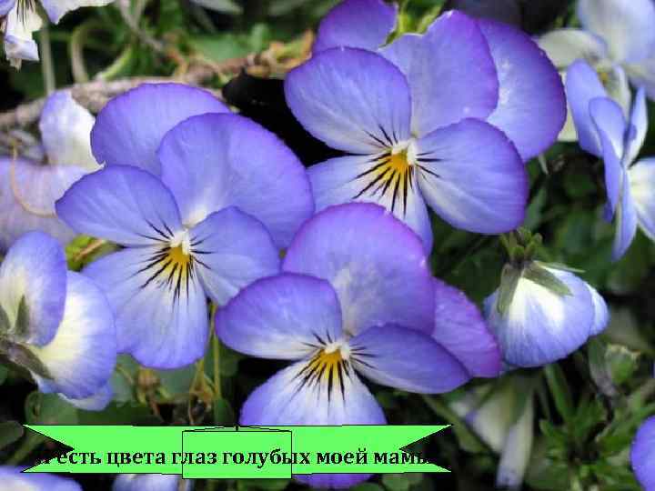 И есть цвета глаз голубых моей мамы. 