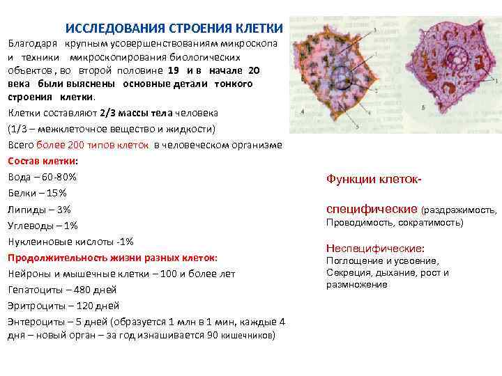 ИССЛЕДОВАНИЯ СТРОЕНИЯ КЛЕТКИ Благодаря крупным усовершенствованиям микроскопа и техники микроскопирования биологических объектов , во