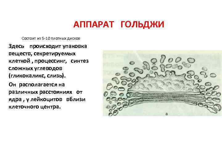 Рисунок гольджи клетки