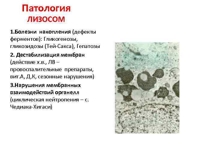 Патология ЛИЗОСОМ 1. Болезни накопления (дефекты ферментов): Гликогенозы, гликозидозы (Тей-Сакса), Гепатозы 2. Дестабилизация мембран