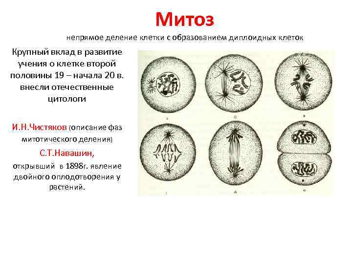 Образование диплоидных клеток. Митоз Непрямое деление клетки. Митоз Непрямое деление. Непрямое деление соматических клеток. Митоз это прямое деление.