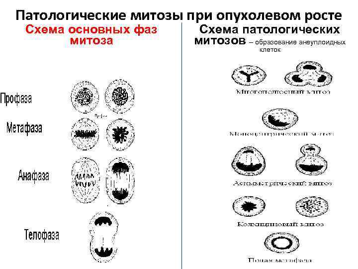 Митоз фазы таблица