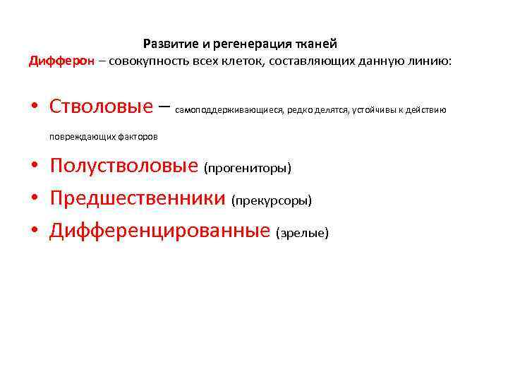 Развитие и регенерация тканей Дифферон – совокупность всех клеток, составляющих данную линию: • Стволовые