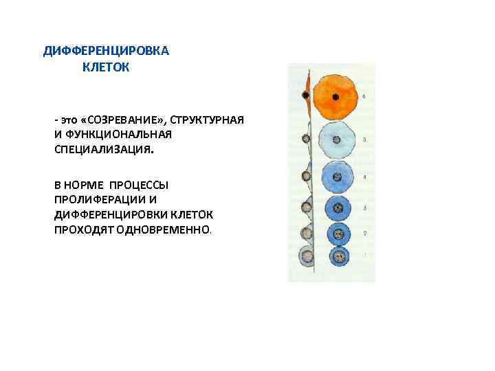 ДИФФЕРЕНЦИРОВКА КЛЕТОК - это «СОЗРЕВАНИЕ» , СТРУКТУРНАЯ И ФУНКЦИОНАЛЬНАЯ СПЕЦИАЛИЗАЦИЯ. В НОРМЕ ПРОЦЕССЫ ПРОЛИФЕРАЦИИ