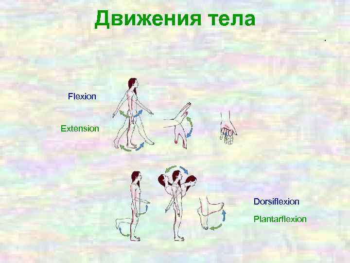 Движения тела. Flexion Extension Dorsiflexion Plantarflexion 