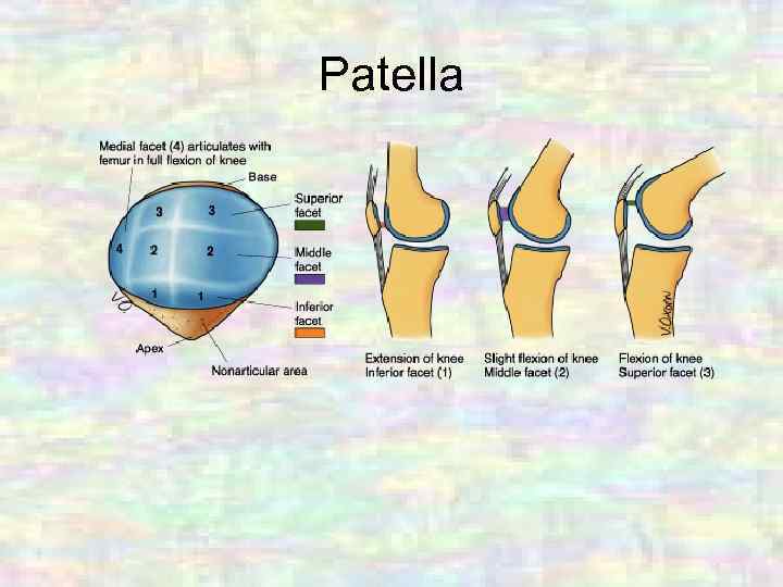 Patella 