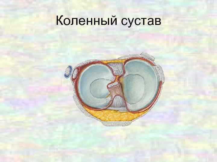 Коленный сустав 