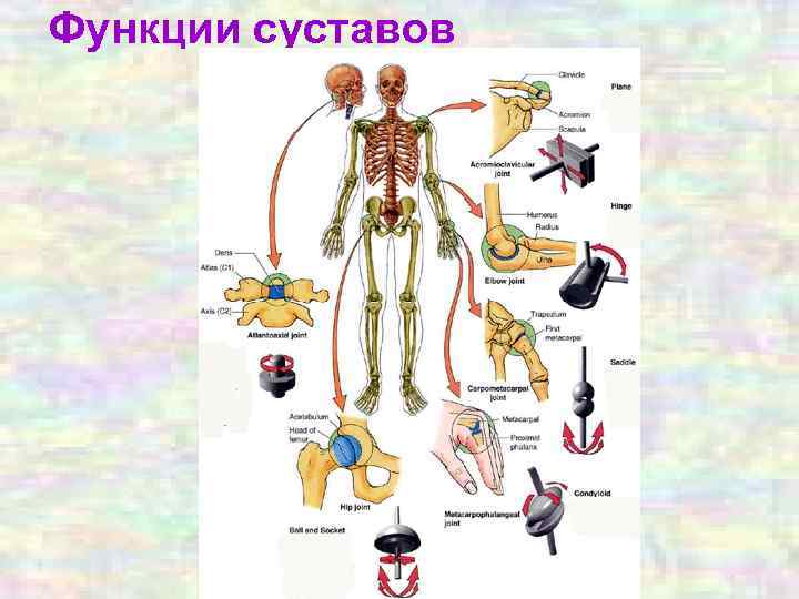 Функции суставов 
