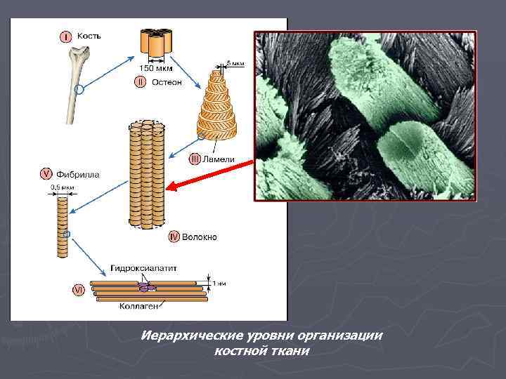 Иерархические уровни организации костной ткани 