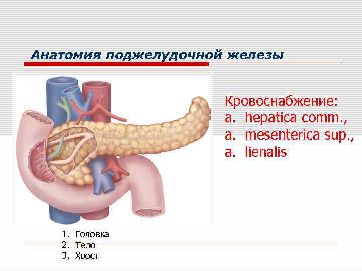 Анатомия поджелудочной железы Кровоснабжение: a. hepatica comm. , a. mesenterica sup. , a. lienalis