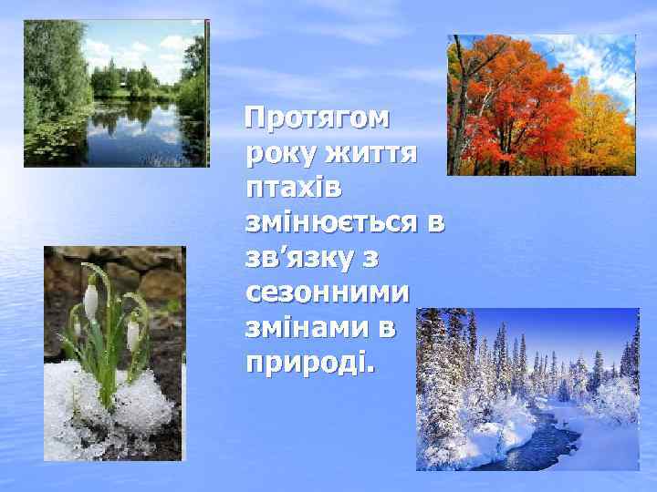 Протягом року життя птахів змінюється в зв’язку з сезонними змінами в природі. 