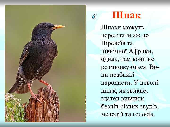 Шпак n Шпаки можуть перелітати аж до Піренеїв та північної Африки, однак, там вони