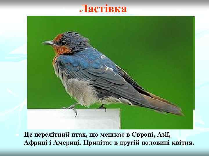 Ластівка n Це перелітний птах, що мешкає в Європі, Азії, Африці і Америці. Прилітає