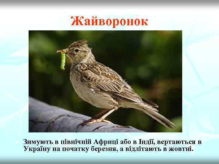 Жайворонок n Зимують в північній Африці або в Індії, вертаються в Україну на початку