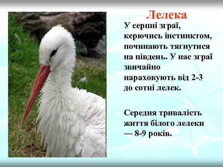 Лелека n n У серпнi зграї, керючись інстинктом, починають тягнутися на пiвдень. У нас