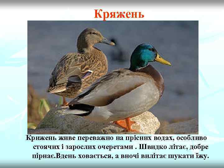 Кряжень Крижень живе переважно на прісних водах, особливо стоячих і зарослих очеретами. Швидко літає,