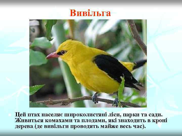 Вивільга n Цей птах населяє широколистяні ліси, парки та сади. Живиться комахами та плодами,