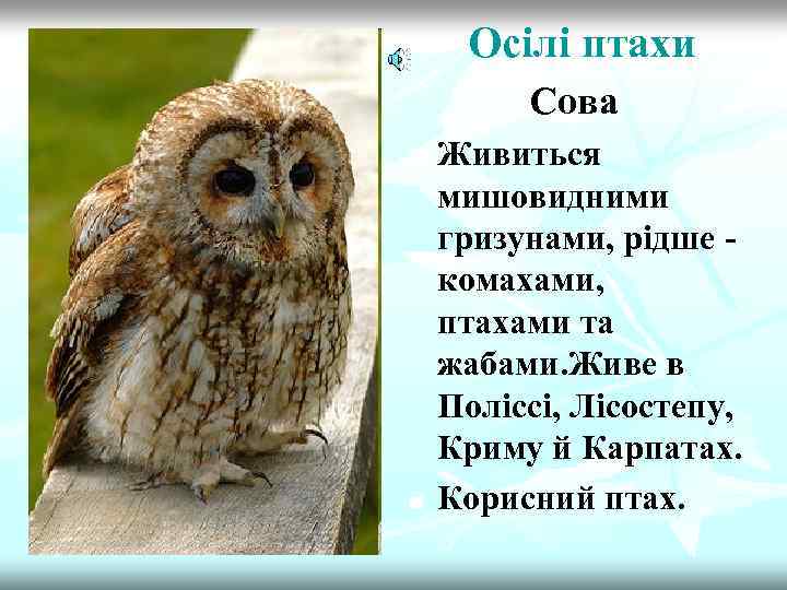 Осілі птахи Сова n n Живиться мишовидними гризунами, рідше комахами, птахами та жабами. Живе