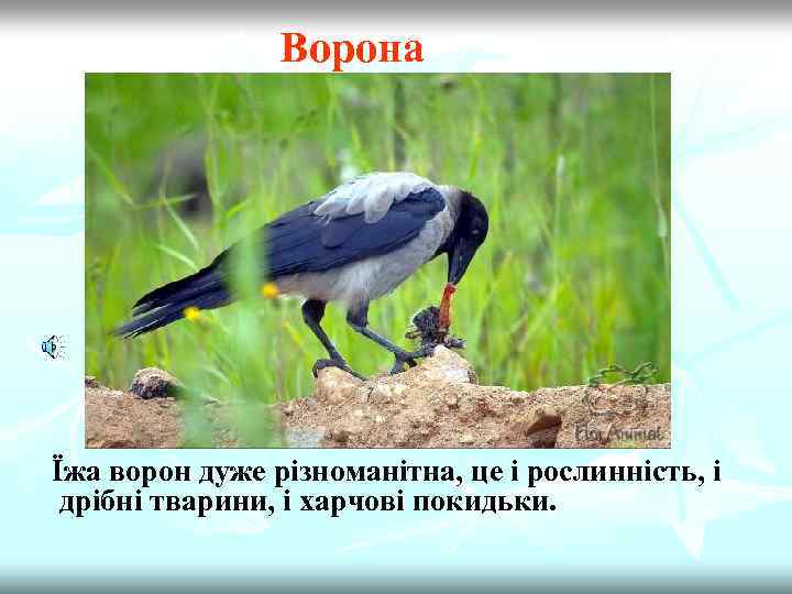 Ворона Їжа ворон дуже різноманітна, це і рослинність, і дрібні тварини, і харчові покидьки.