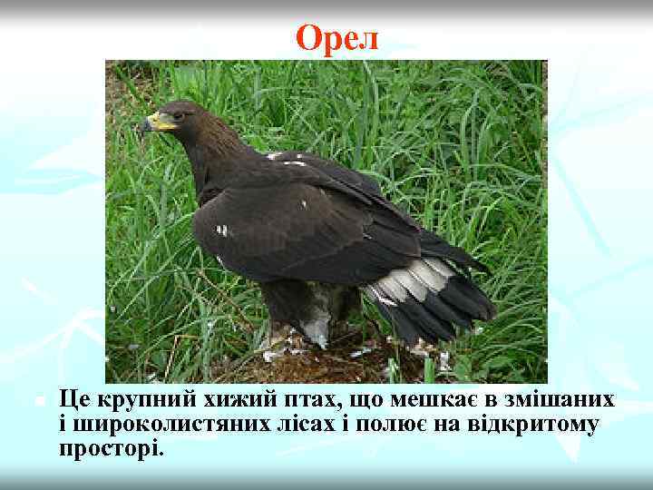 Орел n Це крупний хижий птах, що мешкає в змішаних і широколистяних лісах і