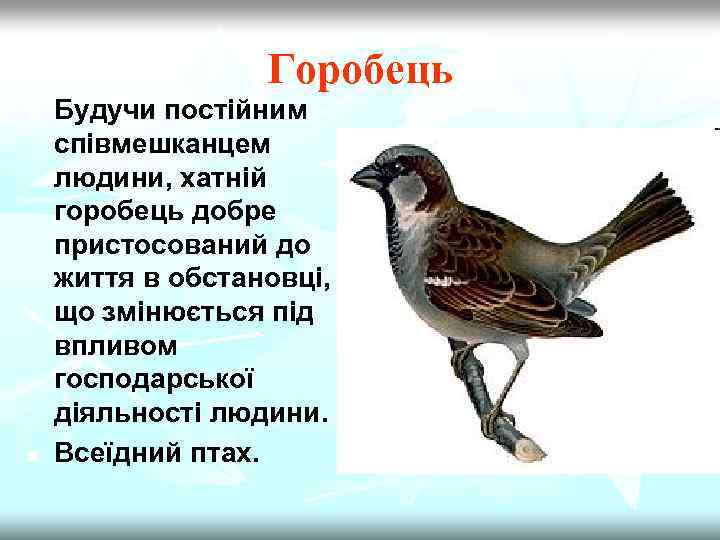 Горобець n n Будучи постійним співмешканцем людини, хатній горобець добре пристосований до життя в