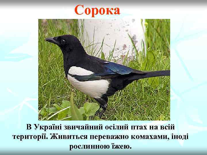 n Сорока В Україні звичайний осілий птах на всій території. Живиться переважно комахами, іноді